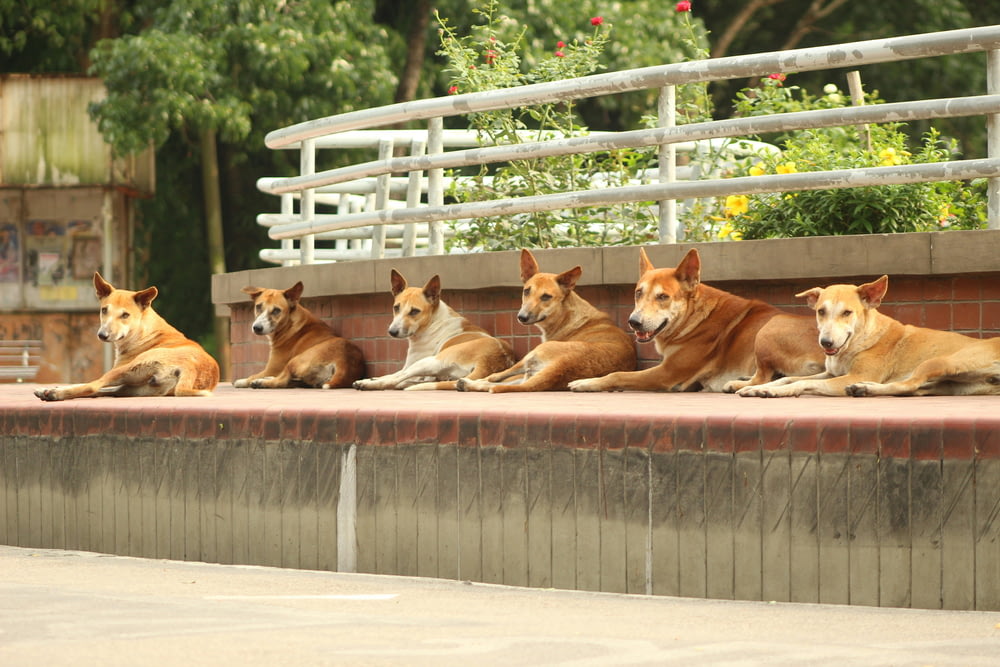 a group of dogs sitting on a ledge