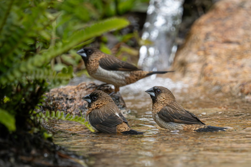 a group of birds standing in a stream of water
