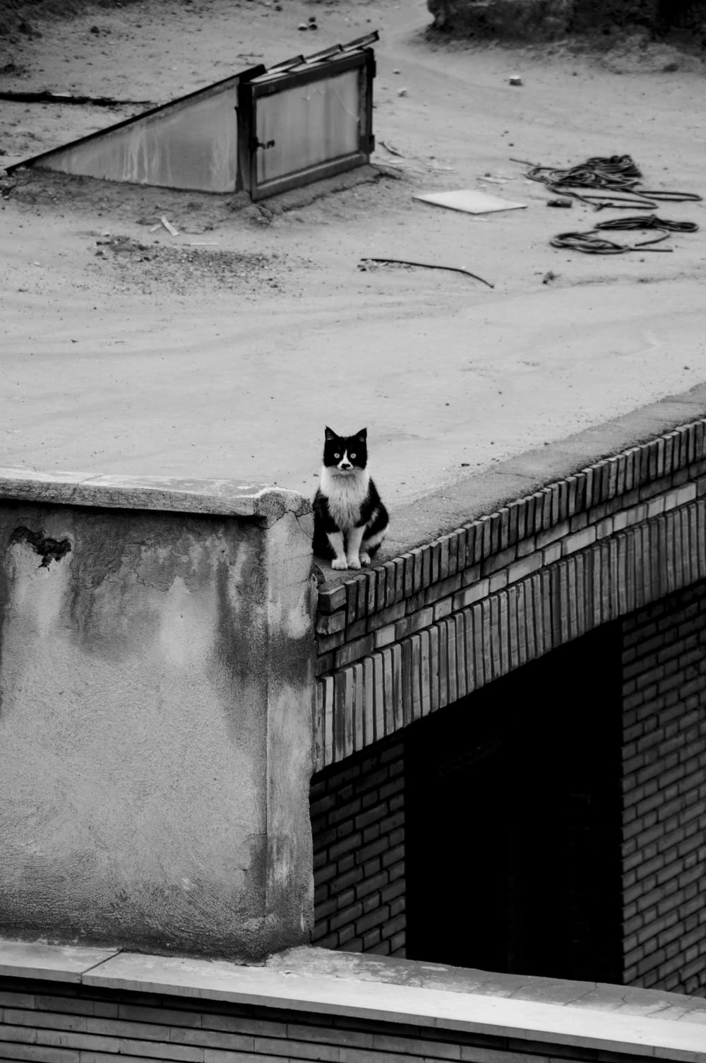 건물 꼭대기에 앉아있는 흑백 고양이
