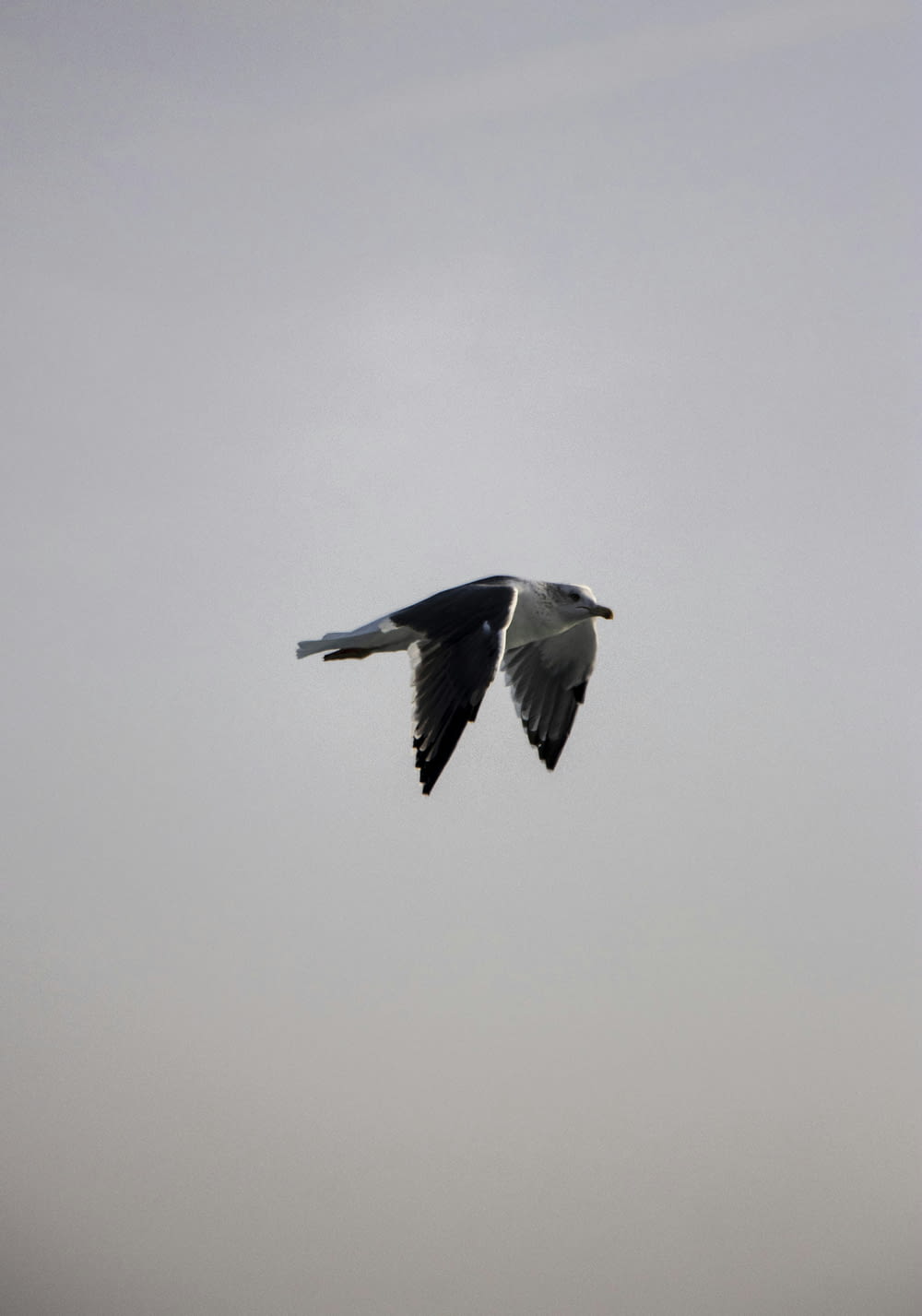a black and white bird flying in the sky
