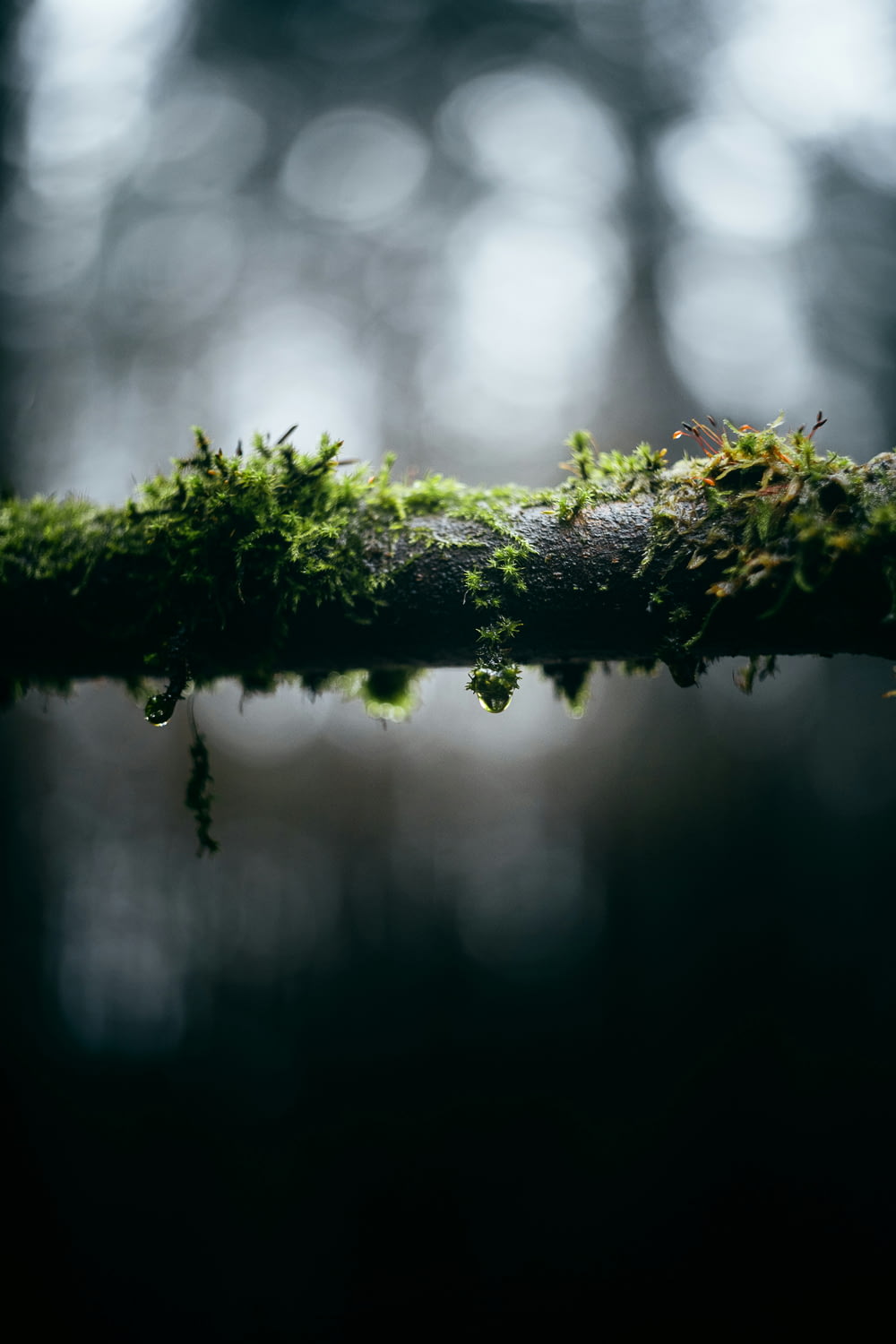 moss growing on a branch in a forest