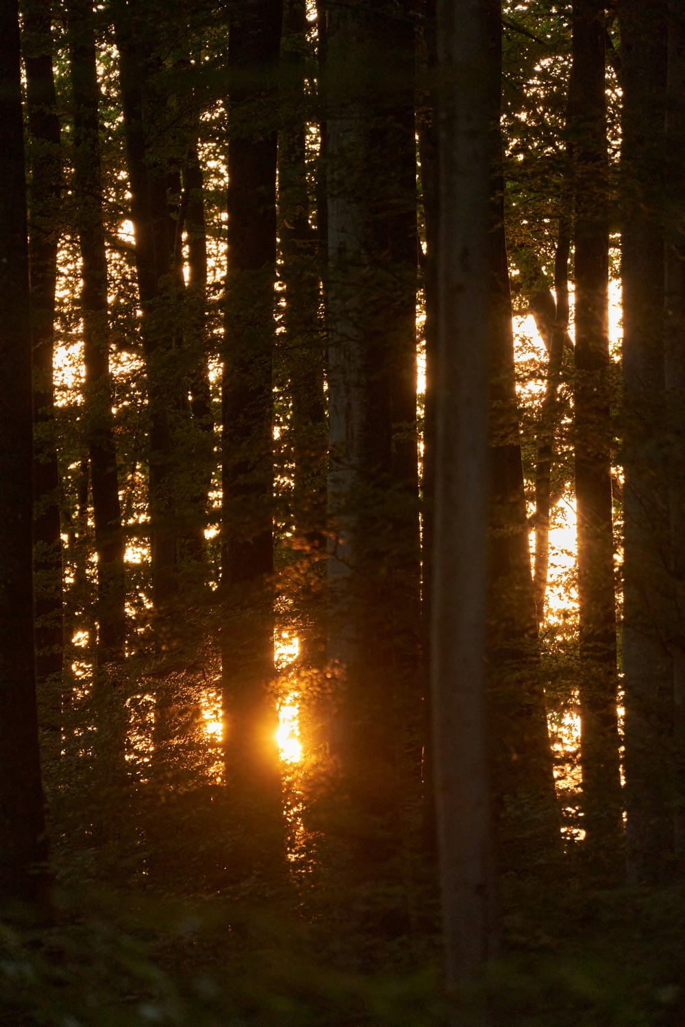 the sun is shining through the trees in the woods
