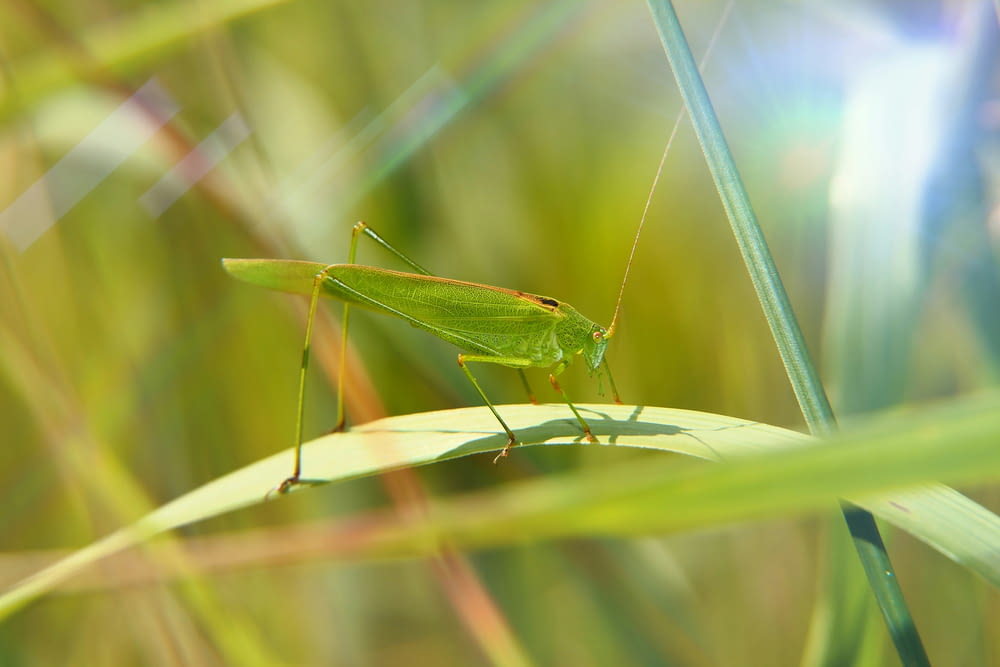 a green grasshopper sitting on top of a leaf