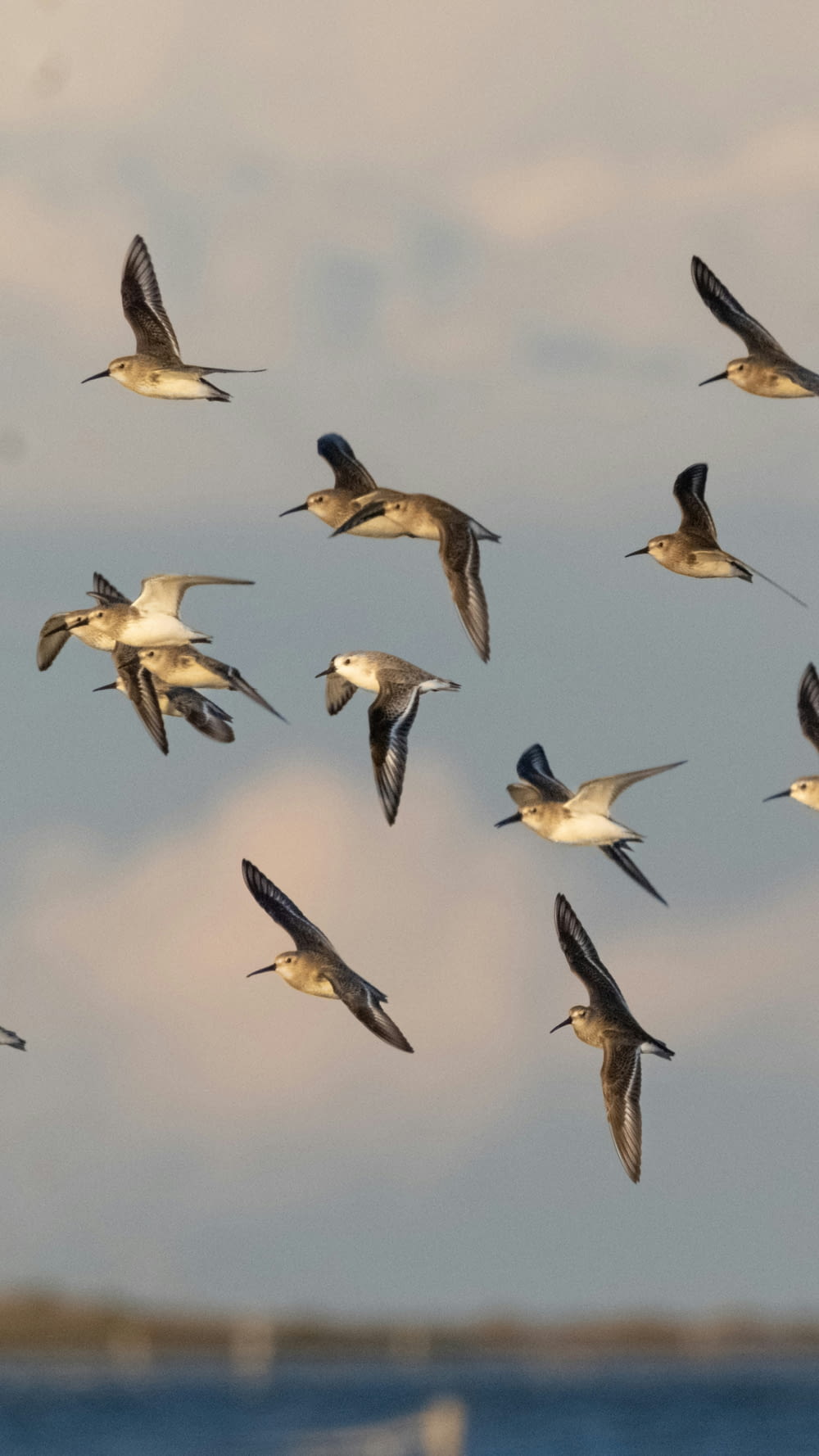 um bando de pássaros voando sobre um corpo de água
