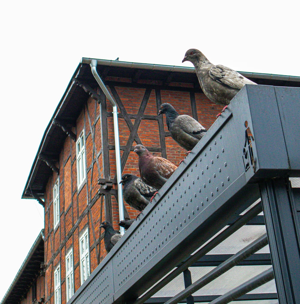 a group of birds perched on top of a building