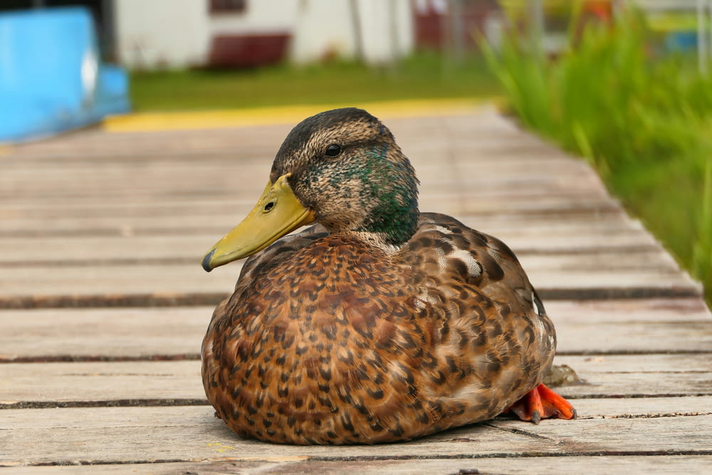 a close up of a duck on a wooden surface