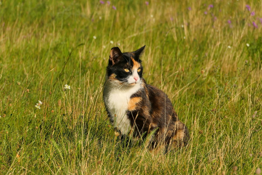 a calico cat sitting in a field of tall grass