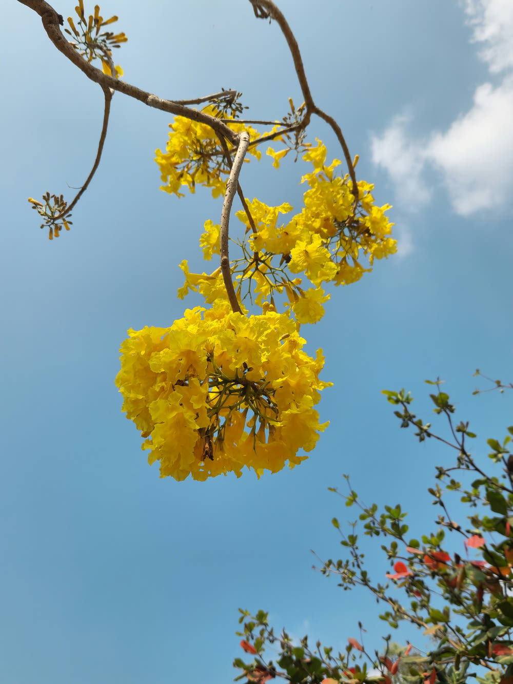 a tree with yellow flowers hanging from it's branches