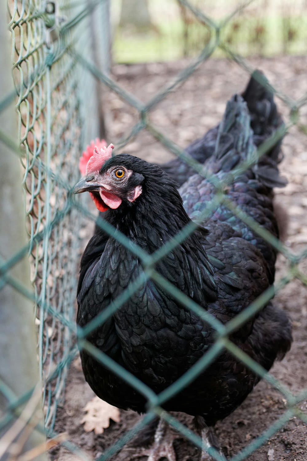 a black chicken with a red comb standing behind a chain link fence