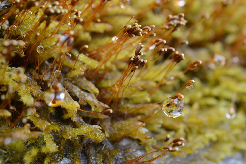 a close up of water droplets on a mossy surface