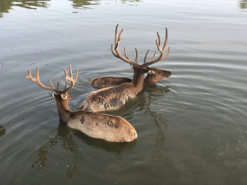 two deer are swimming in a body of water