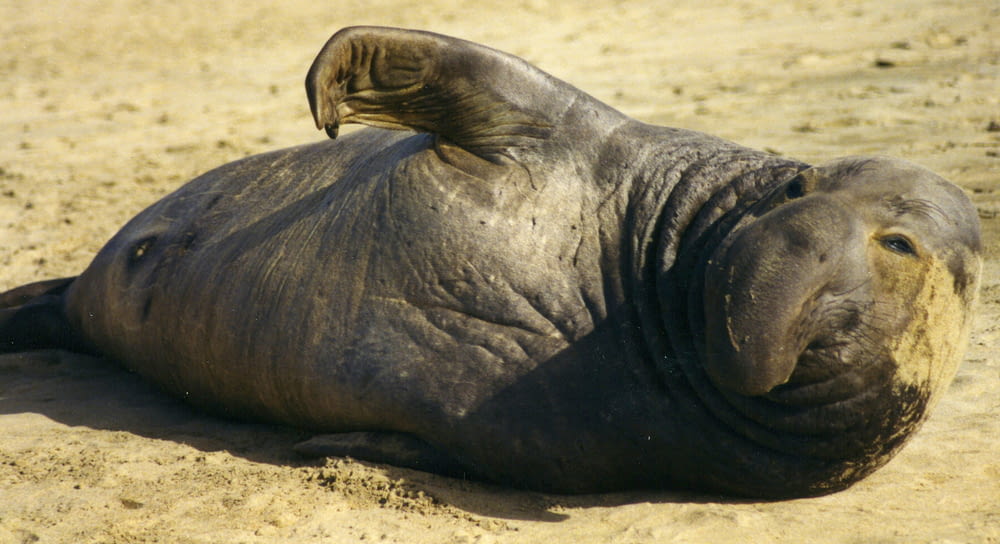 a elephant laying on the ground in the sand