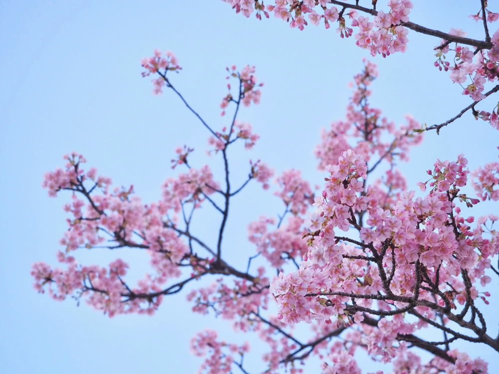 푸른 하늘을 배경으로 한 분홍색 꽃이 만발한 나무