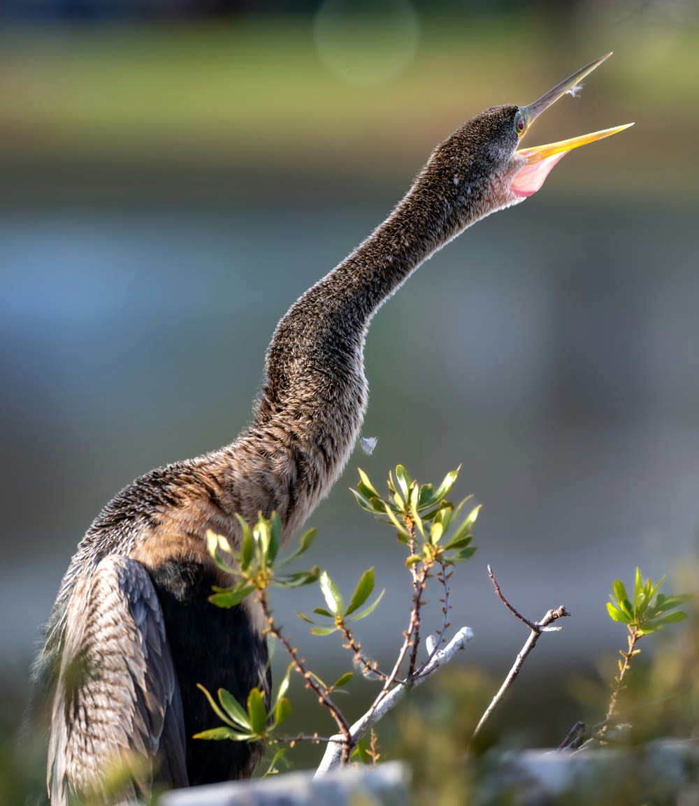 a bird with a long beak standing on a rock