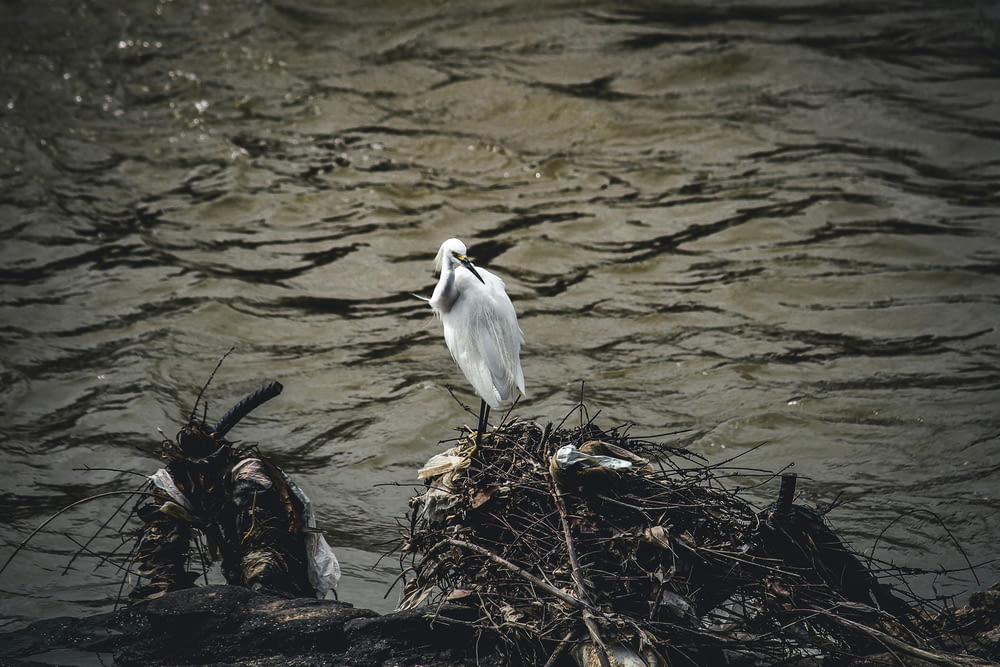 a white bird sitting on top of a nest in the water