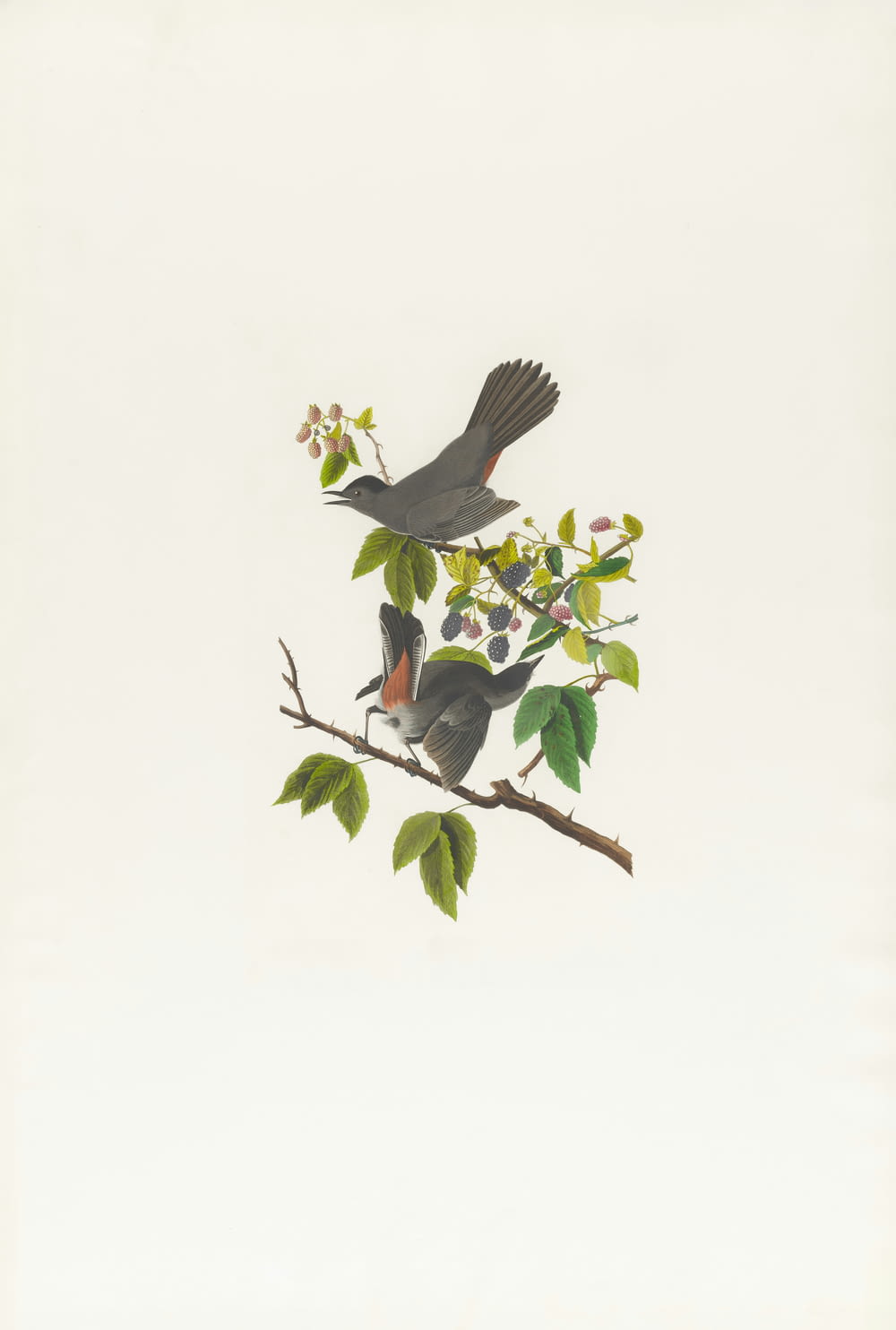 two birds perched on top of a tree branch