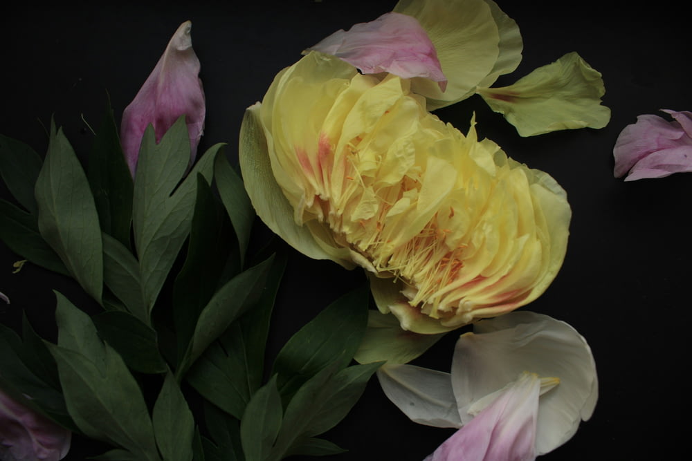 a yellow and pink flower on a black background