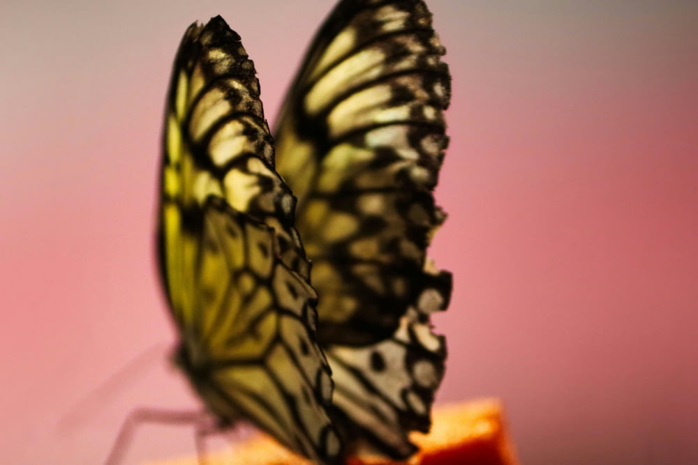 Un primer plano de una mariposa en una pieza de fruta