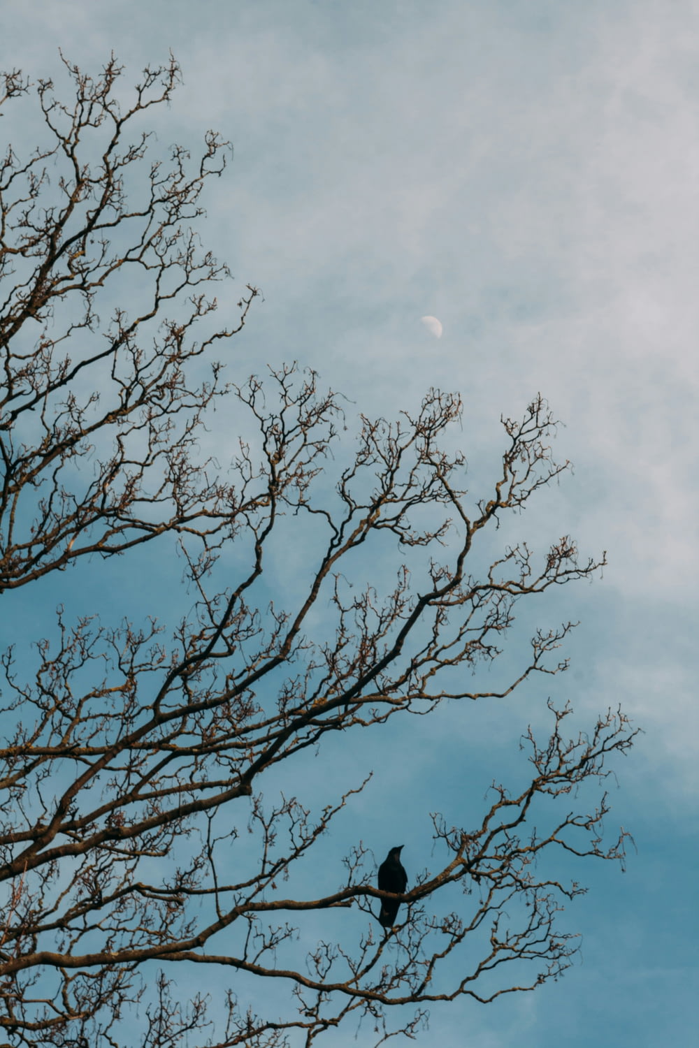 a bird sitting on a tree branch with a half moon in the background