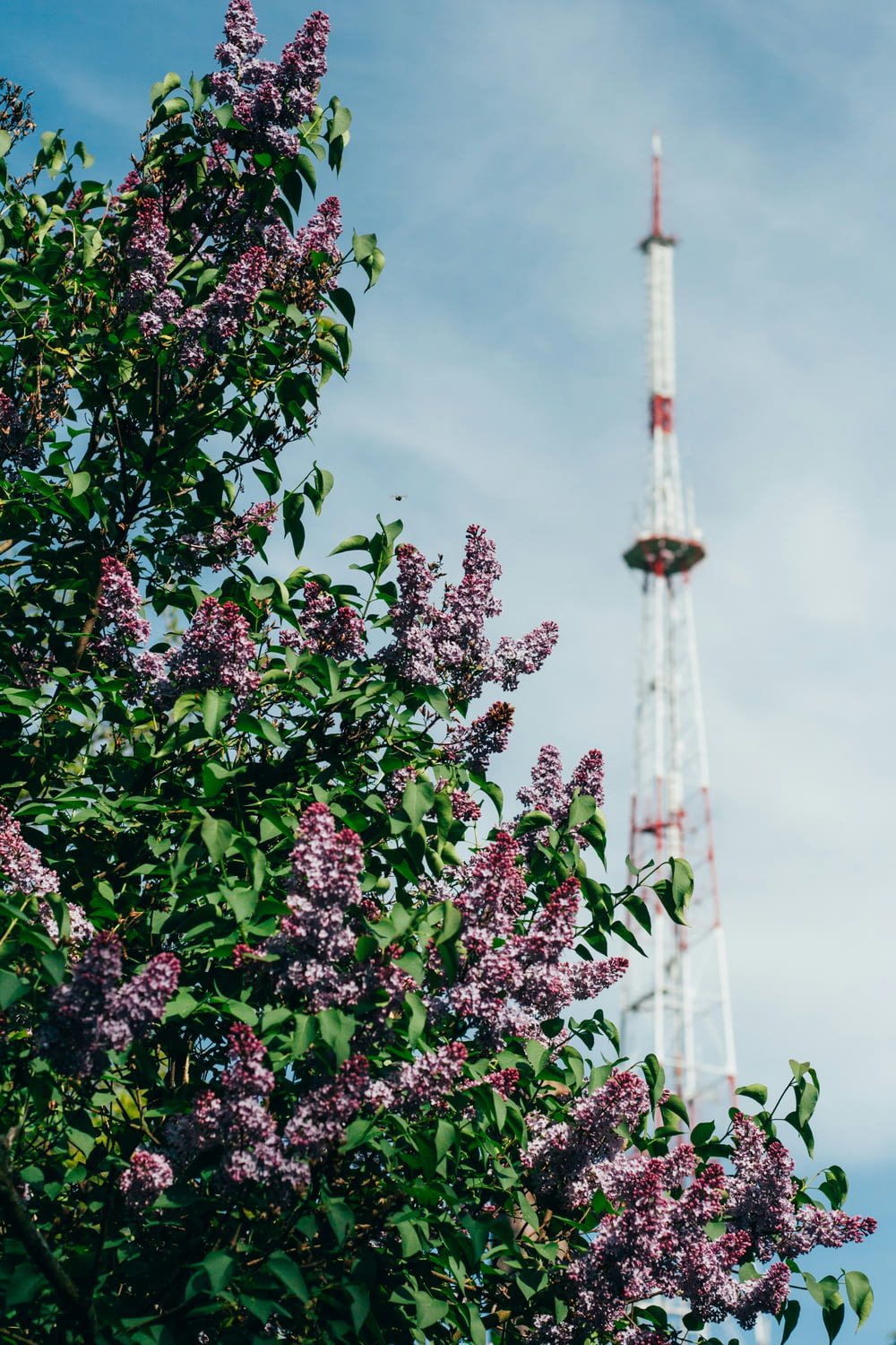 a tall tower with purple flowers in front of it