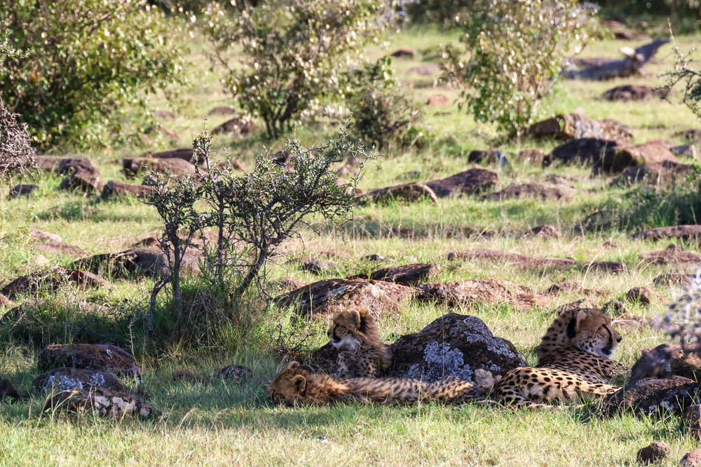 a herd of cheetah laying in the grass