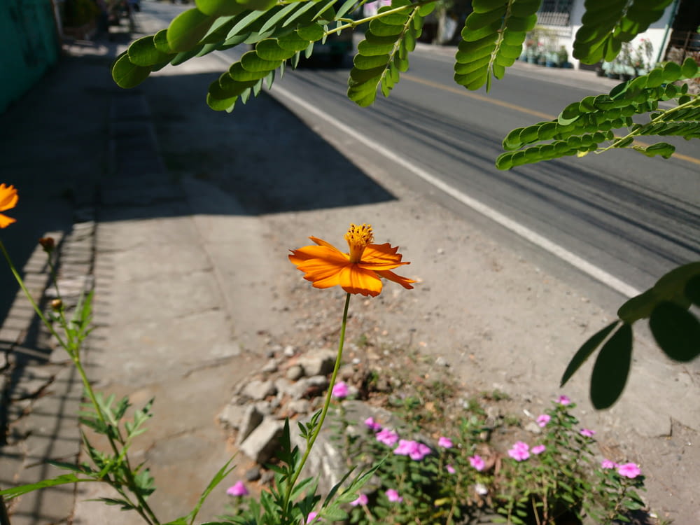 an orange flower in the middle of a sidewalk