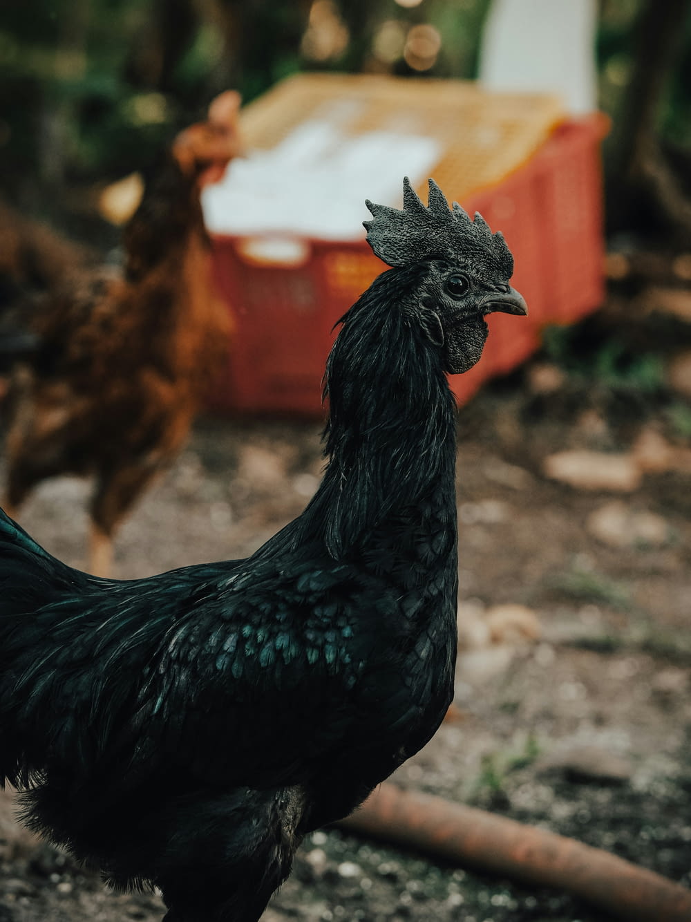 a close up of a rooster on a dirt ground