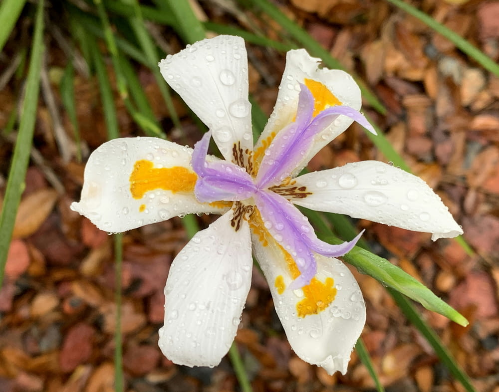 a white and purple flower with water droplets on it