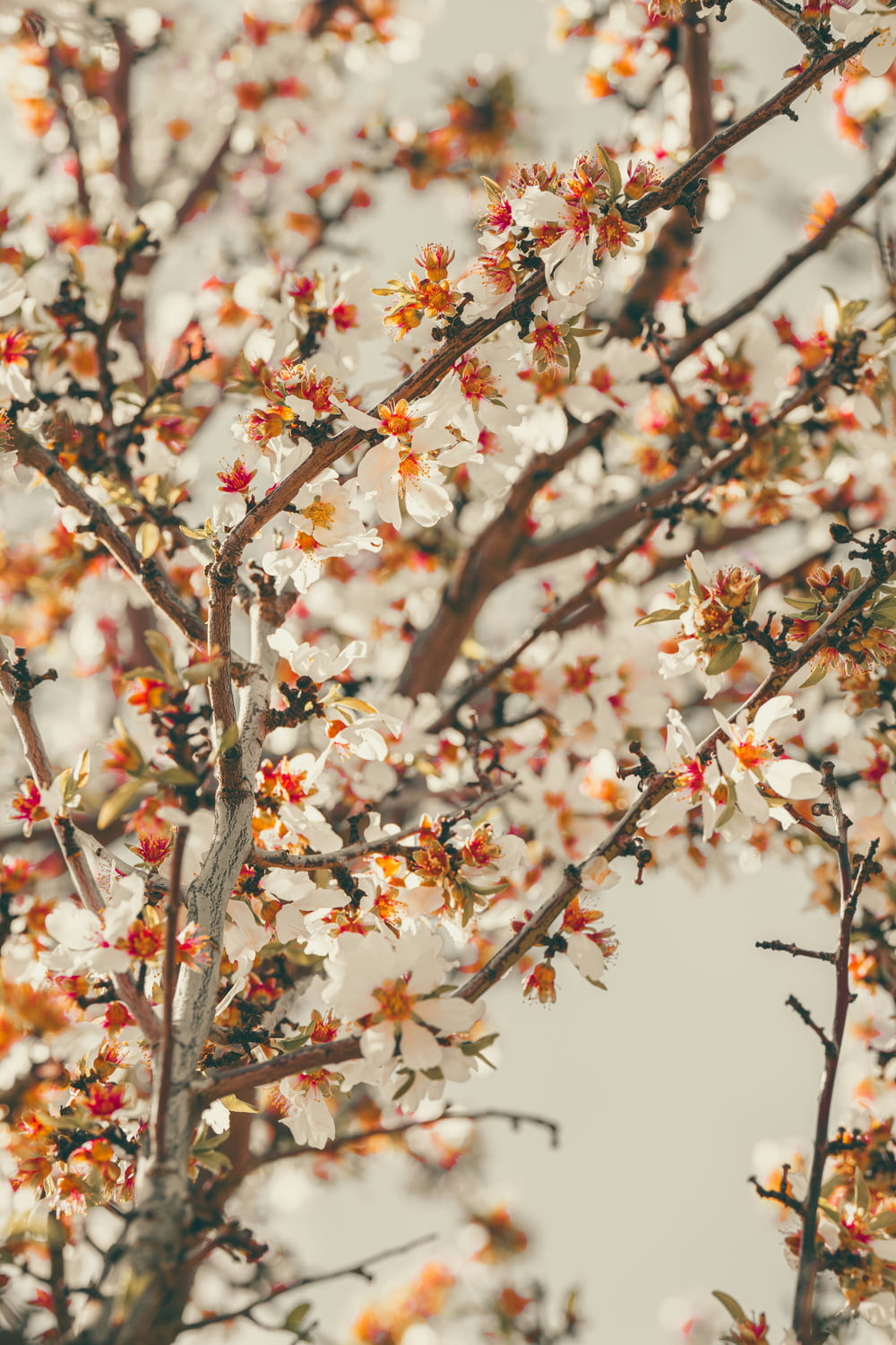 un primo piano di un albero con fiori bianchi e arancioni