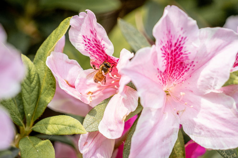 une fleur rose avec une abeille dessus