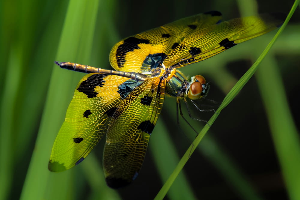 a couple of yellow and black dragonflies sitting on top of a green plant
