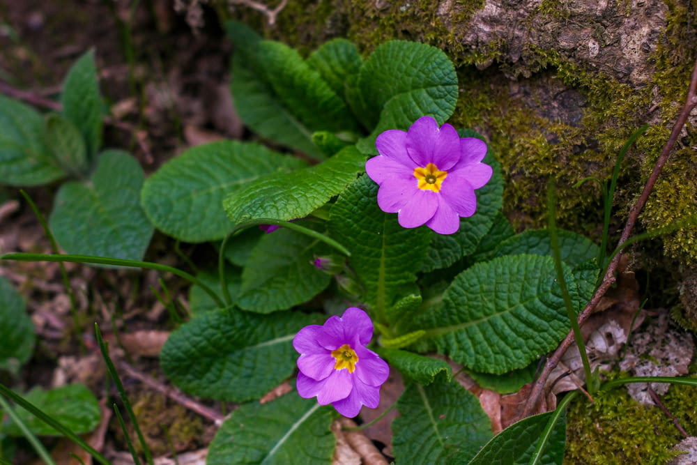 two purple flowers growing out of the ground