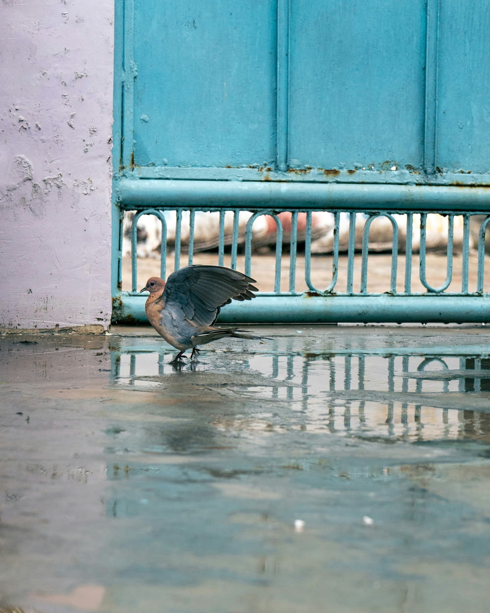 a bird standing on the ground in front of a blue door