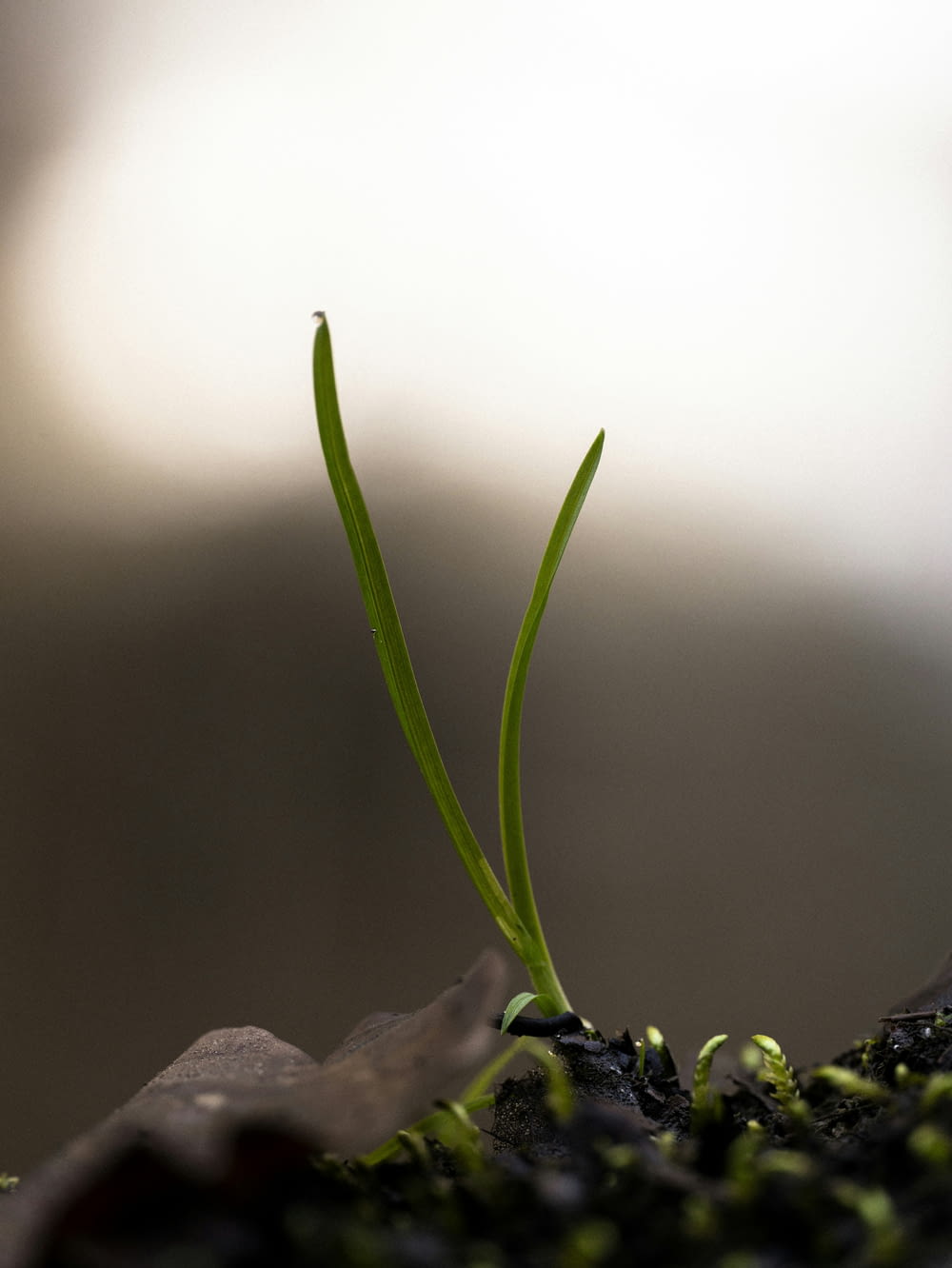 a plant sprouts from the soil of a rock