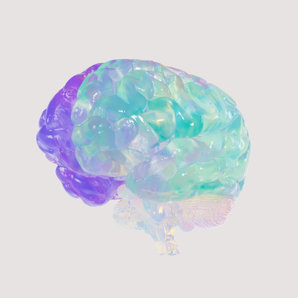 a close up of a plastic model of a human brain