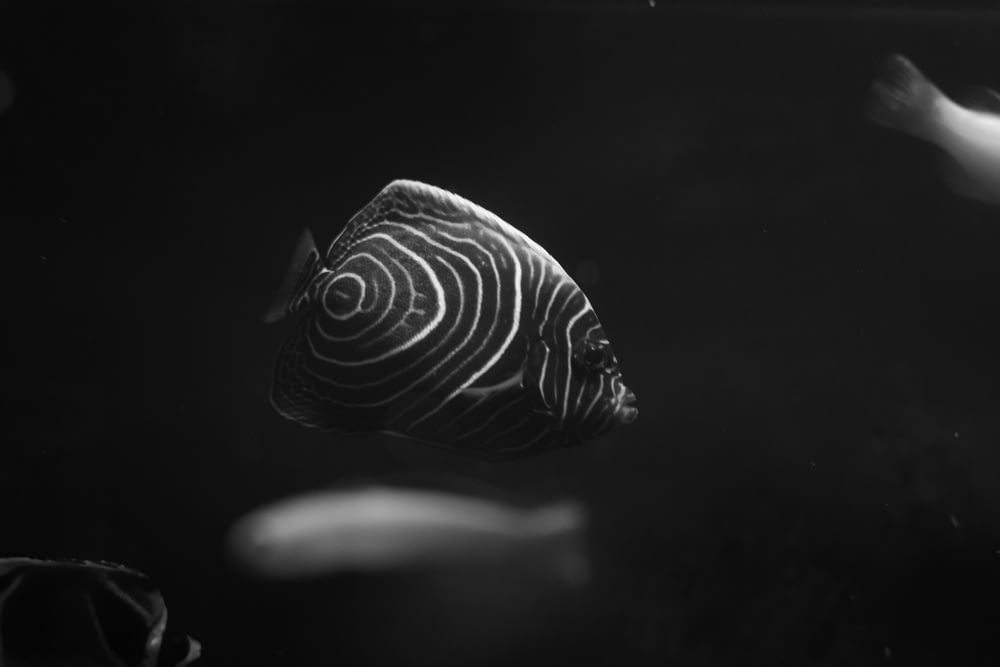 une photo en noir et blanc d’un poisson