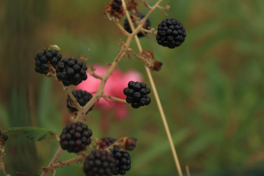 Un primo piano di una pianta a bacca nera con un fiore rosa sullo sfondo