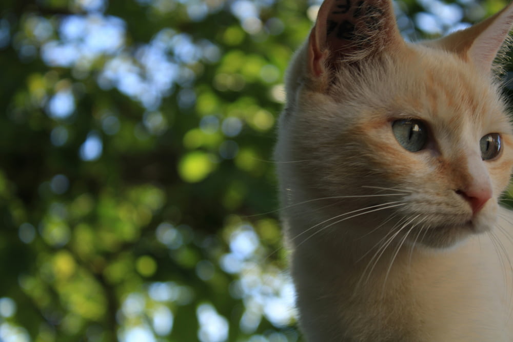 a close up of a cat with trees in the background