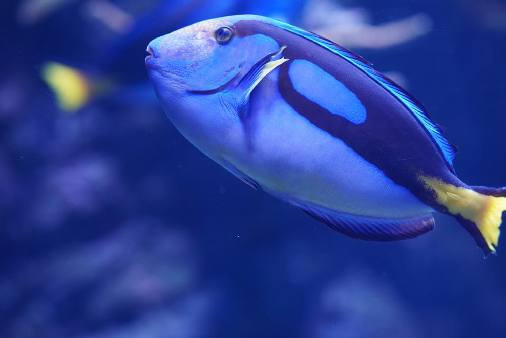 Ein blauer und gelber Fisch schwimmt in einem Aquarium