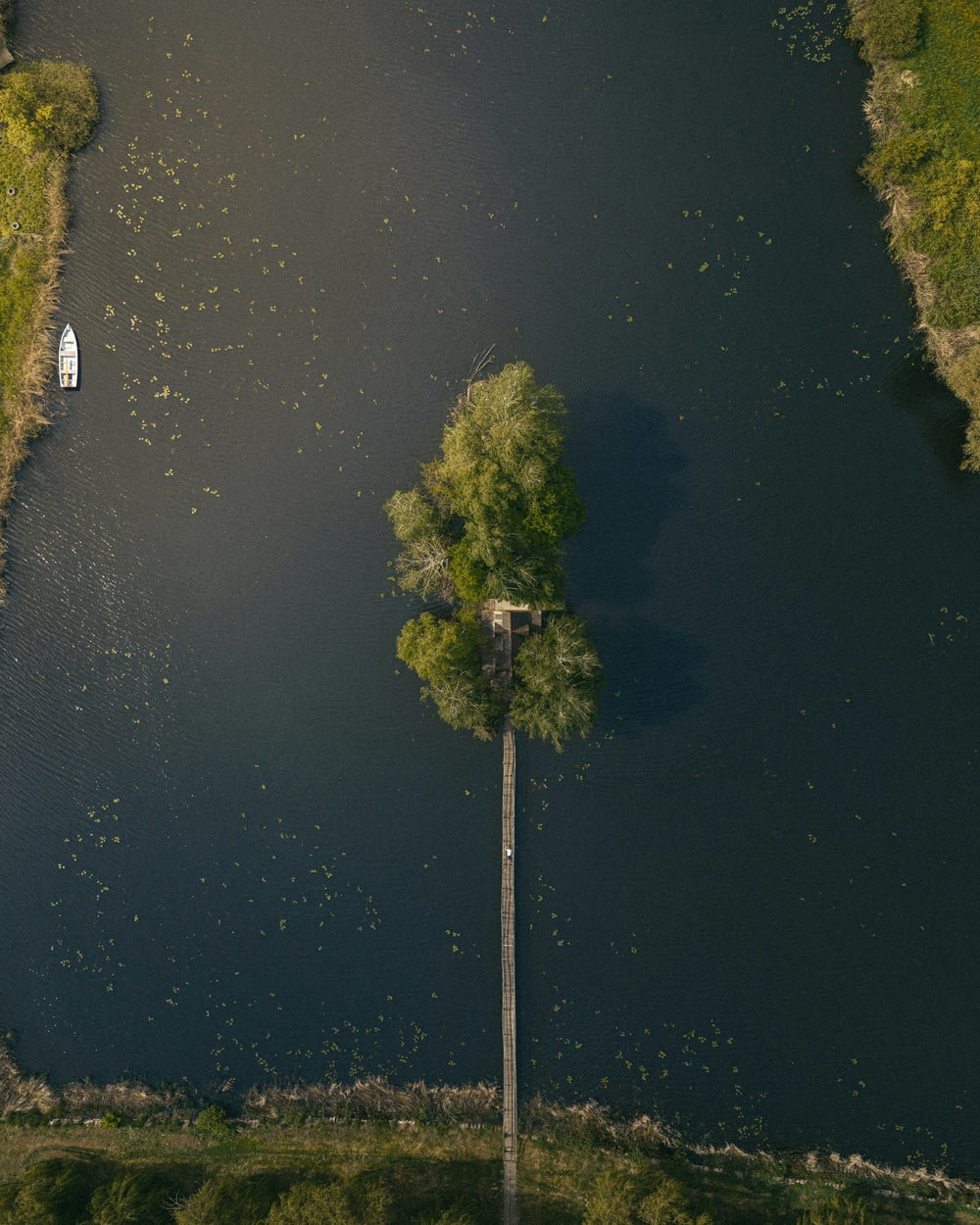a lone tree stands in the middle of a river