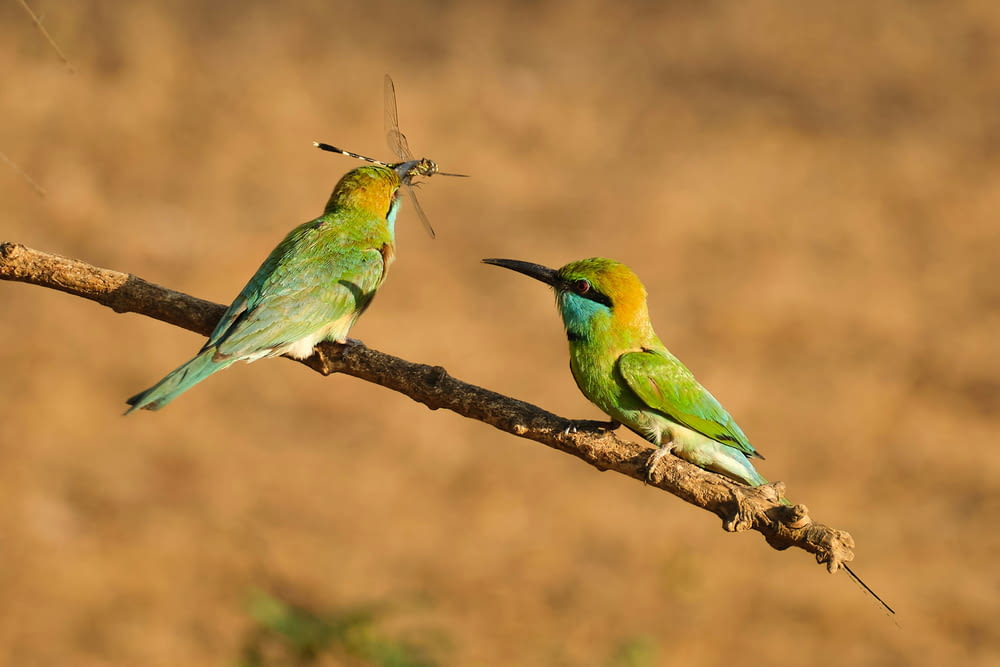 dois pássaros coloridos sentados em um galho com um dragão no fundo