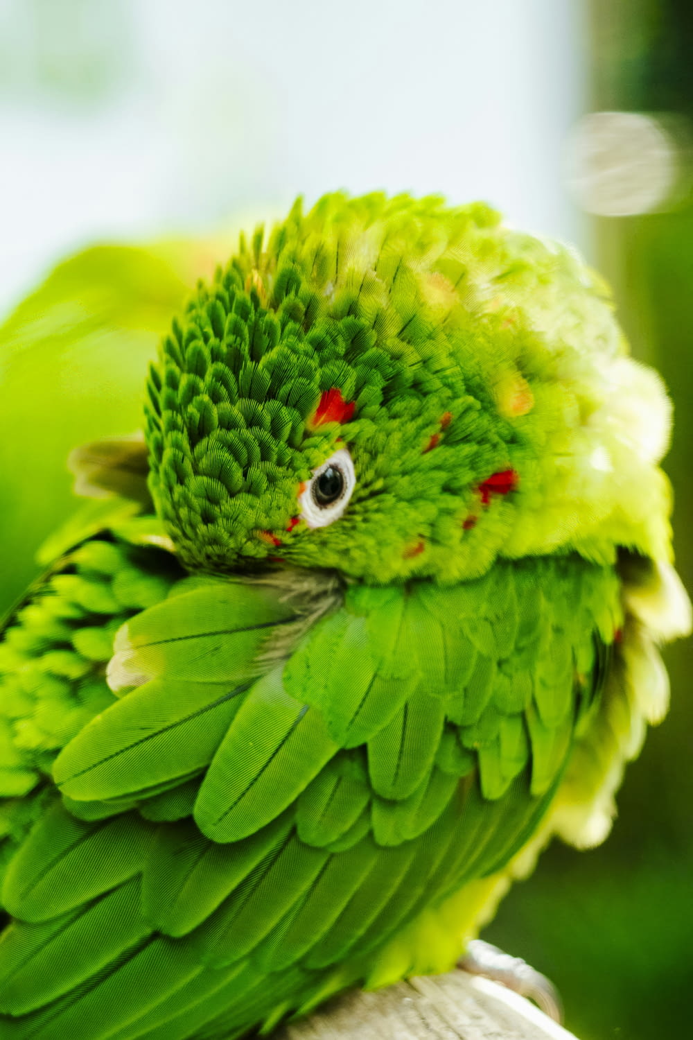 a close up of a green parrot on a branch