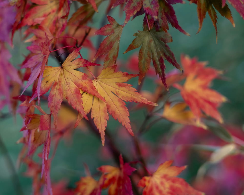 a close up of a tree with red and yellow leaves