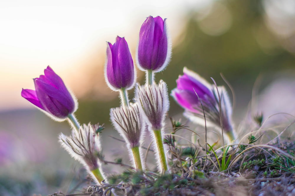 a group of purple flowers growing out of the ground