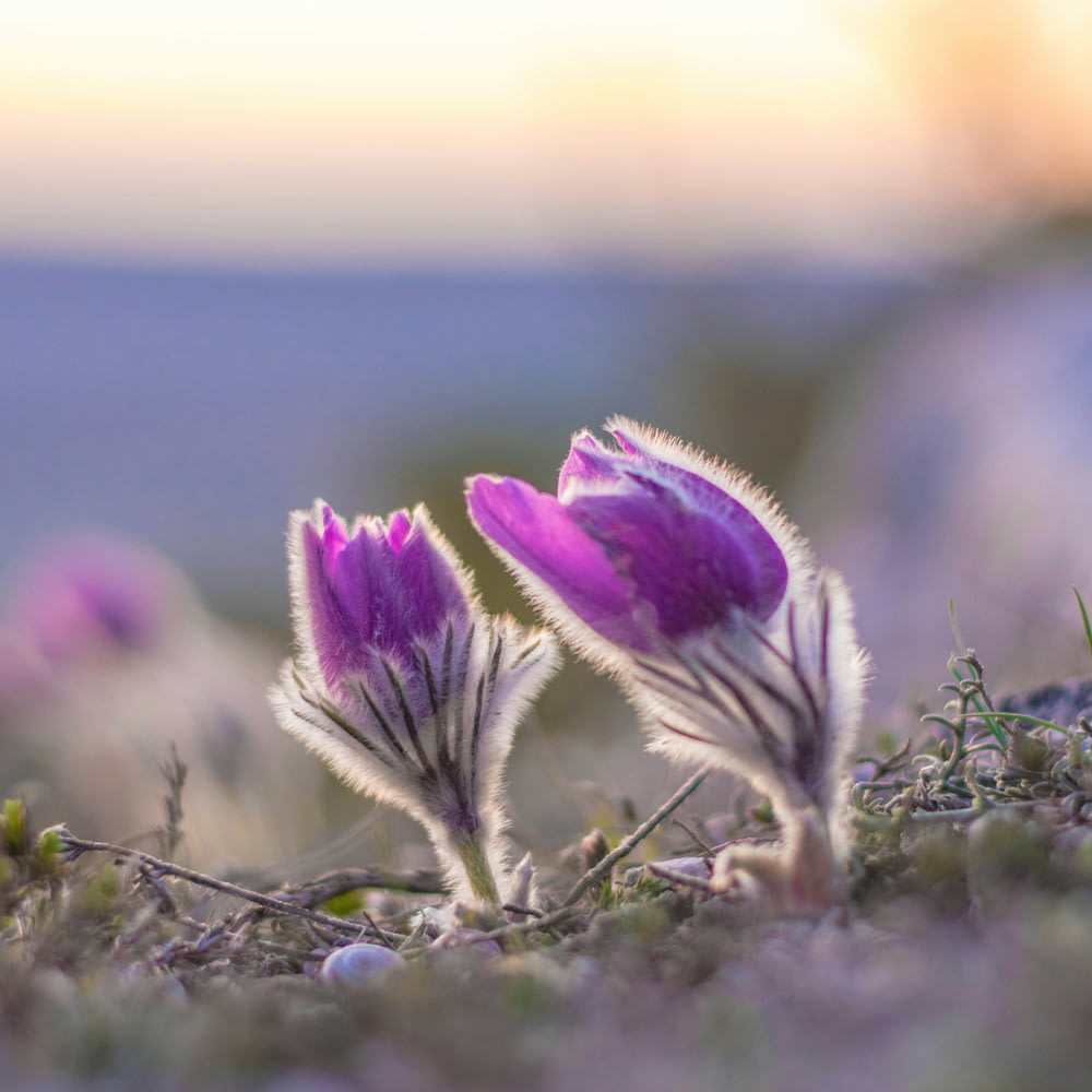 a couple of purple flowers sitting on top of a grass covered field