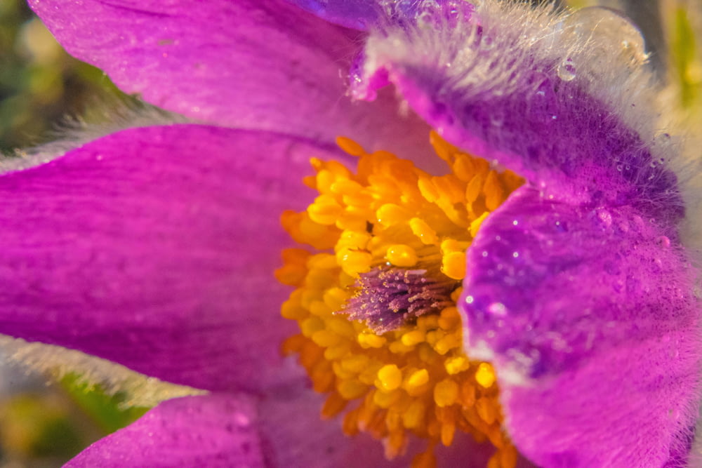 a close up of a purple flower with yellow center