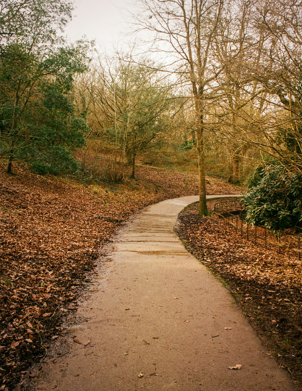 a path in a wooded area surrounded by trees