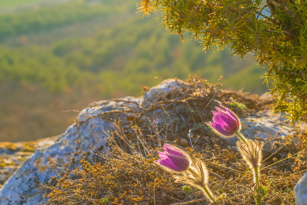 a couple of purple flowers sitting on top of a rocky hillside