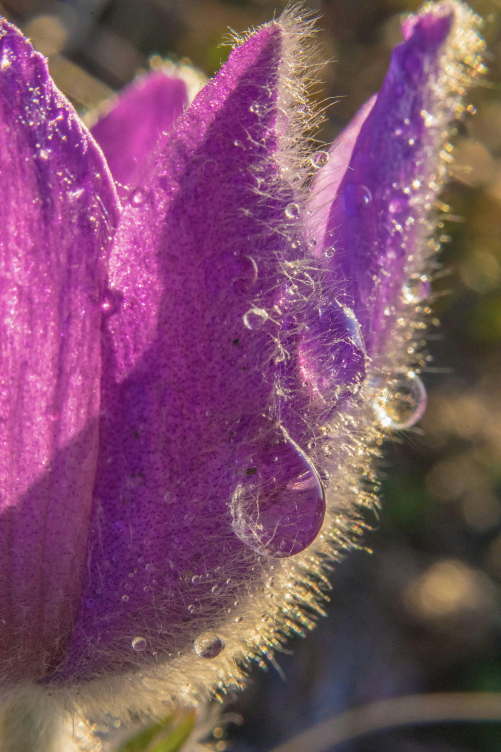 a close up of a purple flower with drops of water on it