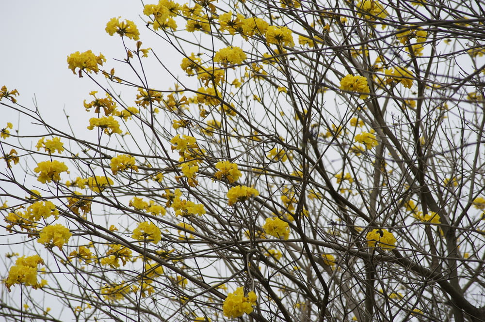 un albero con fiori gialli davanti a un cielo grigio
